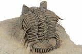 Tower Eyed Erbenochile Trilobite - Exceptional Specimen #194222-3